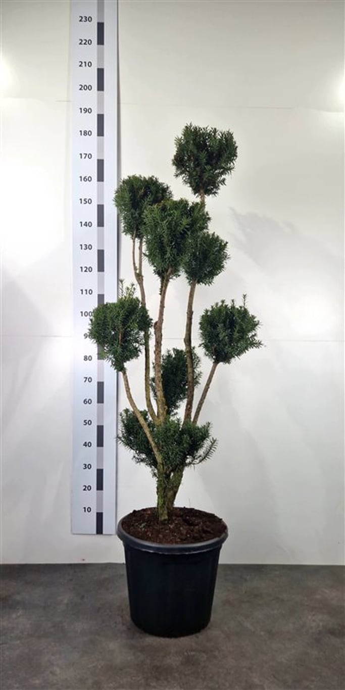 Taxus media 'Hicksii' - 160-180 CM Ponpon Cont.